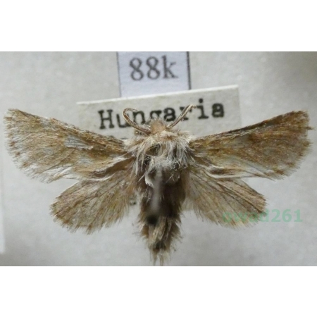 Dyspessa ulula (Borkhausen, 1790) Hungaria88k